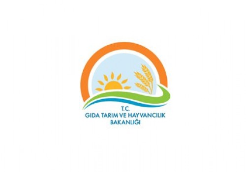 Mısır Araştırma Enstitüsü Silajlık ve Danelik Mısır Tohumu Çeşitleri