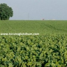 mohican pancar tohumu özellikleri mohican pancar tohumu özellikleri