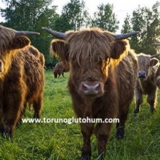 highlander sığır cinsi