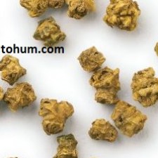 beta pancar tohumu çeşitleri beta pancar tohumu çeşitleri