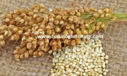 Kinoa Tohumu Fiyatları