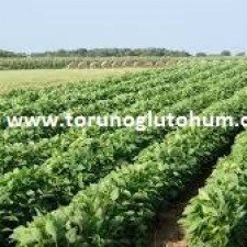 slajlık soya fasulyesi tohumu fiyatı slajlık soya fasulyesi tohumu fiyatı