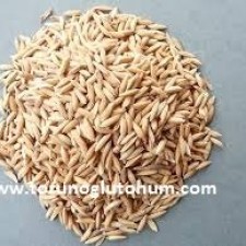 osmancık çeltik tohumu osmancık çeltik tohumu