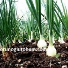 en verimli soğan tohumu en verimli soğan tohumu
