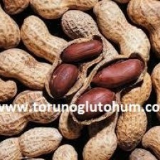 yer fıstığı tohumu yer fıstığı tohumu