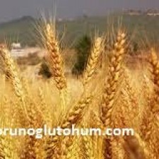 tohumluk buğday fiyatları