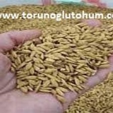 çeltik tohumu yetiştiriciliği çeltik tohumu yetiştiriciliği