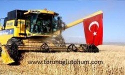 Buğday Tohumları