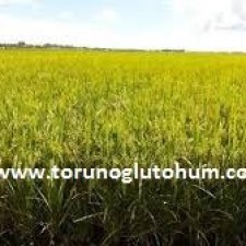 çeltik tarımı nerelerde yapılır çeltik tarımı nerelerde yapılır