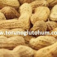 yer fıstığı kabuklu mu ekilir kabuksuz mu yer fıstığı kabuklu mu ekilir kabuksuz mu