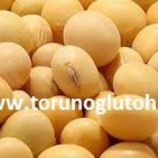 soya fasulyesi nerede yetişir soya fasulyesi nerede yetişir