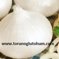 hibrit soğan tohumu fiyatı hibrit soğan tohumu fiyatı
