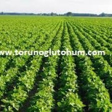 soya fasulyesi nerede satılır soya fasulyesi nerede satılır