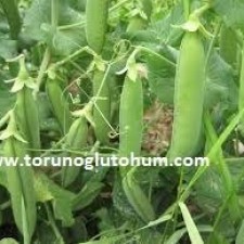 bezelye tohumu nasıl elde edilir bezelye tohumu nasıl elde edilir