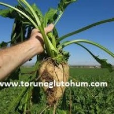 pancar tohumu çeşitleri pancar tohumu çeşitleri