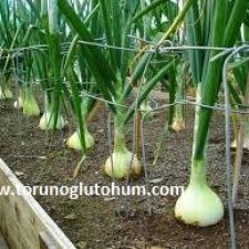 soğan tohumu fiyatları 2017 soğan tohumu fiyatları 2017