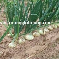 serada yeşil soğan yetiştiriciliği serada yeşil soğan yetiştiriciliği