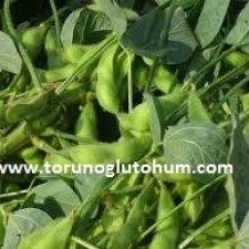 satılık soya fasulyesi tohumu satılık soya fasulyesi tohumu