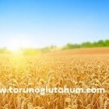 buğday tohumu çeşitleri 