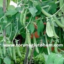 bezelye isimleri bezelye isimleri