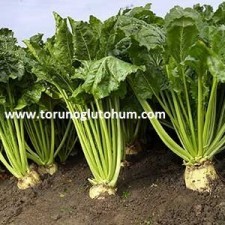 sertifikalı pancar tohumları sertifikalı pancar tohumları