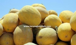 Sertifikalı Hibrit Kavun Tohumu Çeşitleri