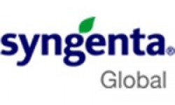 Syngenta Slajlık ve Danelik Mısır Tohumu Çeşitleri