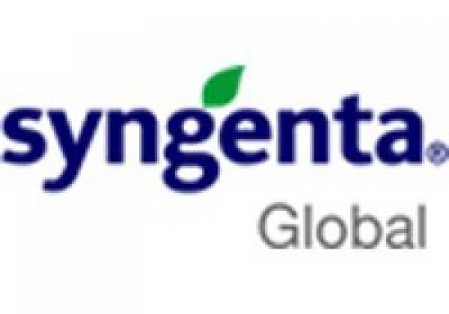 Syngenta Slajlık ve Danelik Mısır Tohumu Çeşitleri