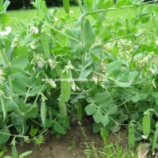 bezelye ne zaman çıkar bezelye ne zaman çıkar