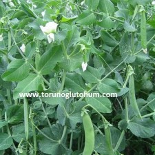 bezelye yetiştirme teknikleri bezelye yetiştirme teknikleri