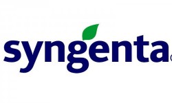 Syngenta Ayçiçeği Tohumu Çeşitleri