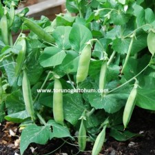 bezelye tohumu bezelye tohumu