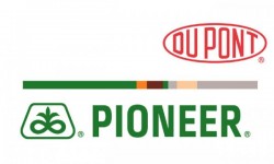 Pioneer Ayçiçeği Tohumu Çeşitleri