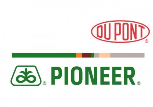 Pioneer Ayçiçeği Tohumu Çeşitleri