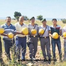 hibrit kabak çekirdeği tohumu hibrit kabak çekirdeği tohumu