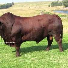 Bonsmara sığır ırkı özellikleri