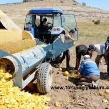 kabak çekirdeği hasat zamanı kabak çekirdeği hasat zamanı