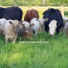sığır türleri ve süt verimleri