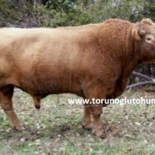 beefalo sığır cinsi