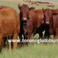 Bonsmara sığır yetiştiriciliği