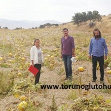 kabak yetiştiriciliği sulama