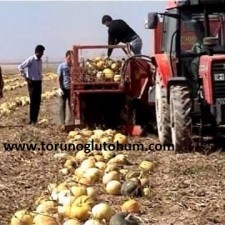 kabak çekirdeği hasat makinası