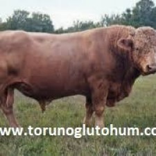 beefalo sığırı özellikleri