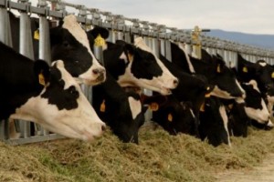 Düve Alımında Yüzde 30 Hibe Desteği Geliyor