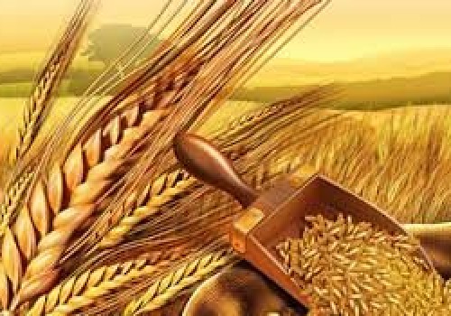 Buğday ithalatı için gümrük vergisi sıfırlanacak!