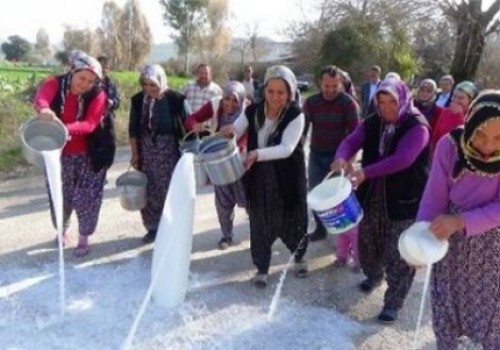 Üretici süt döküyor