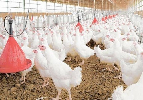 Çin, tüm tavuk üretimini yasakladı! Bakın neden ?