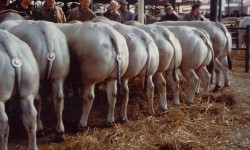 Piedmontese (Piemontese) Sığırı Irkı