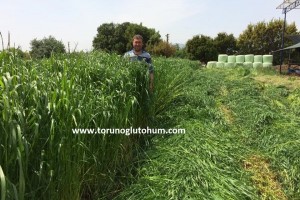 Reygras Otu ne zaman biçilir?