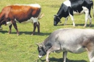 Düve alana hibe desteği geliyor
